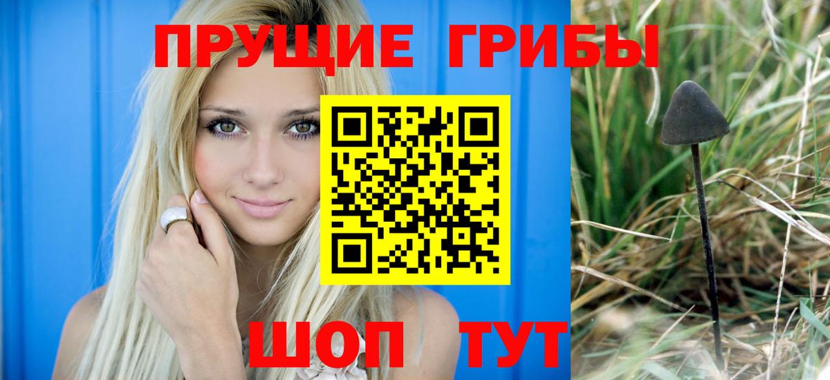 где можно купить   Галлюциногенные грибы Psilocybine cubensis  Вход с VPN  Пугачёв 